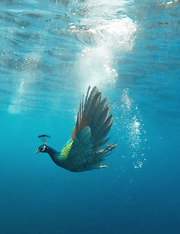 peacock-1